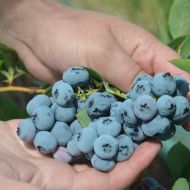 Саджанець Лохина Блю Кроп в контейнері